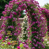 Well-Rooted Climbing Rose Live Plant, Purple Striped Hybrid Tea Rose Bush for Indoor or Outdoor Planting, 5-9 Tall, 6 Months Old